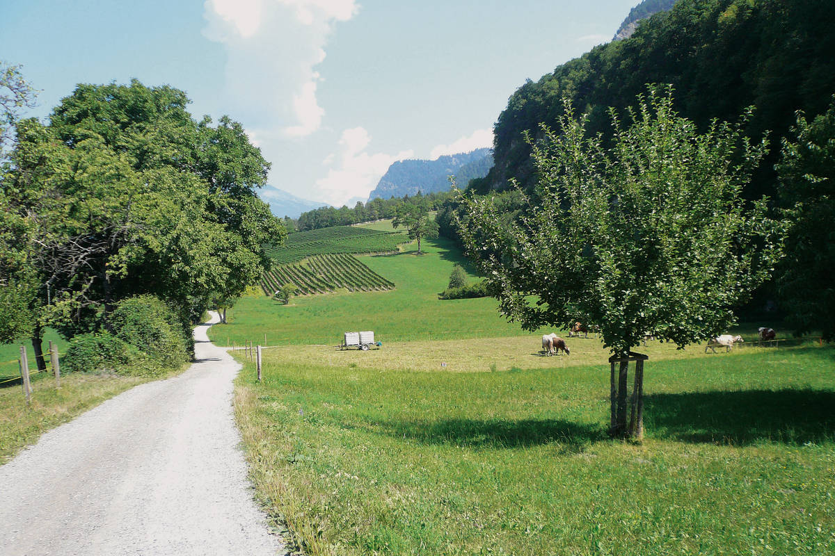 Zwischen Trimmis und Zizers pedalieren wir an Kuhweiden und Blumenwiesen vorbei. Die Rheinebene ist ab und zu zwischen den Obstbäumen zur Linken zu erspähen. (Foto: Maja Fueter)