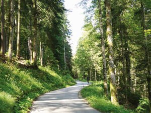 Die Tour führt am Anfang durch ein Waldstück, danach dominiert die weite Ebene der Jurahochweide.