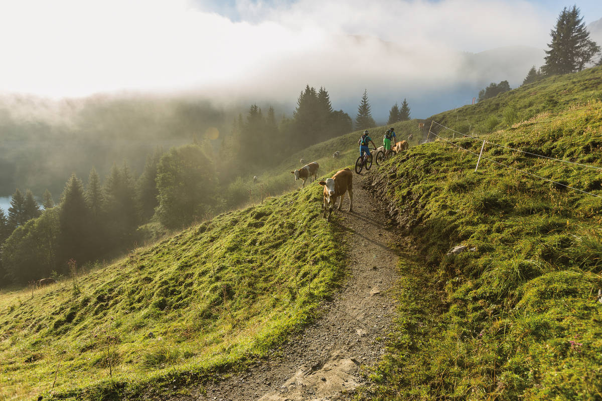 Manche Kühe sind neugierig und versperren den Weg: kurz absteigen, warten und weiter geht die Fahrt – mit Antrieb kein Problem. Foto: Andreas Meyer