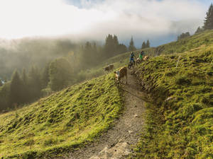 Manche Kühe sind neugierig und versperren den Weg: kurz absteigen, warten und weiter geht die Fahrt – mit Antrieb kein Problem. Foto: Andreas Meyer