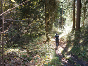 Durch den Fichtenwald geht es Downhill nach Salums in die Ebene der Surselva.