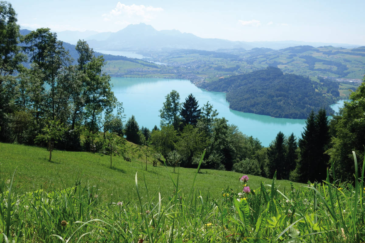 Blick über satte Wiesen und den Zugersee auf die gegenüberliegende Seeseite nach Immensee.