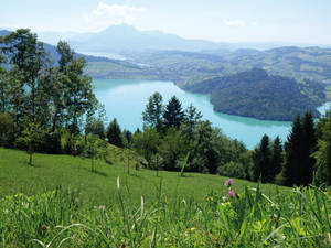 Blick über satte Wiesen und den Zugersee auf die gegenüberliegende Seeseite nach Immensee.