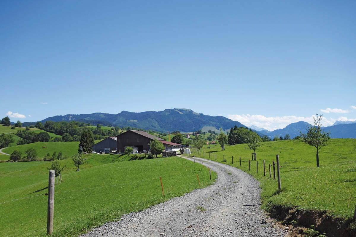 Auf Schottersträsschen, an Bauernhöfen vorbei, geht es sanft hinunter Richtung Walchwil.