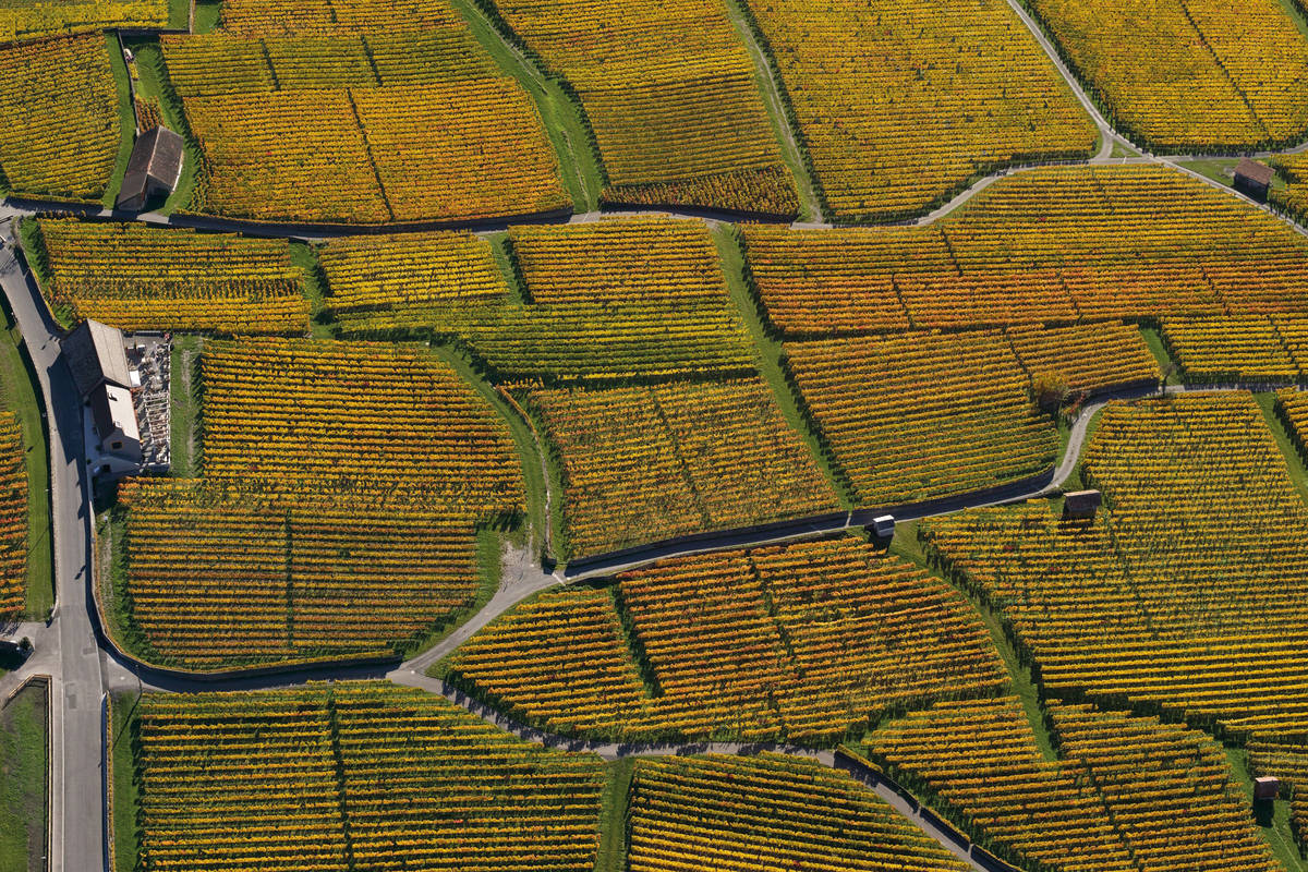 Rebstöcke so weit das Auge reicht; links im Bild: das Weinbaumuseum. Foto: Heidiland Tourismus, Thomas Kessler