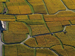 Rebstöcke so weit das Auge reicht; links im Bild: das Weinbaumuseum. Foto: Heidiland Tourismus, Thomas Kessler