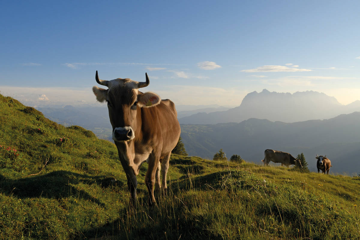 Hoch oben auf der Eggenalm steht diese Kuh wie ein Monument im Hang.