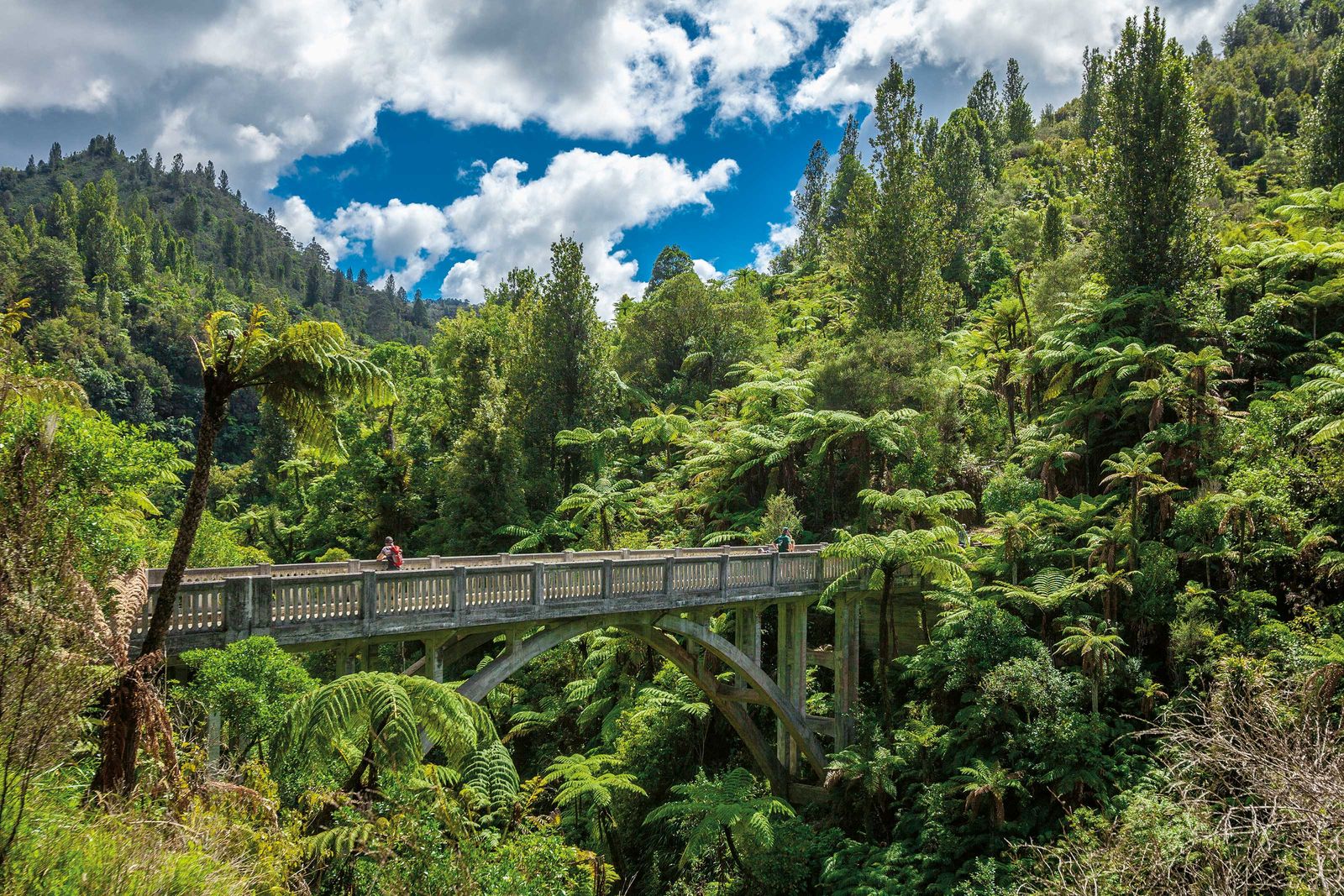 In Neuseeland gibt es nicht nur jede Menge Schafe zu bewundern, sondern auch traumhafte Wälder.